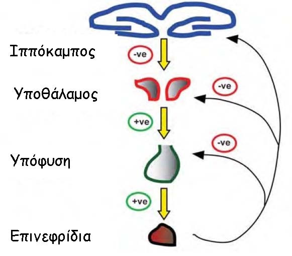 Επιλέχθηκε εικόνα
